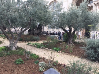 The Garden of Gethsemane